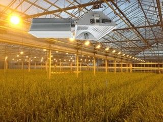 155lm/w 160000lm крытые растут света, 1000W HPS растут света