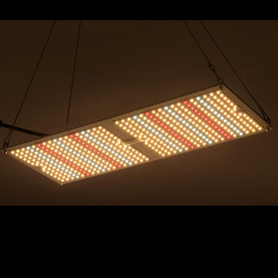 Доски Кванта культивирования лекарственного растения Rikolite 200w системы крытой hydroponic растя